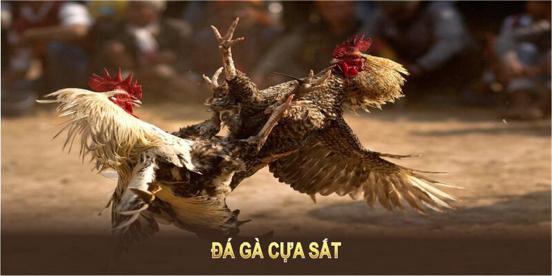 Đá Gà Cựa Sắt